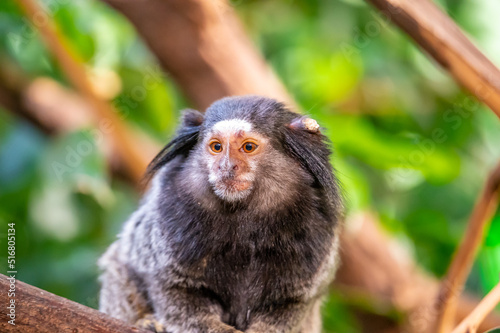 Monkey Callithrix penicillata is eating the insect and sitting on tree trunk.