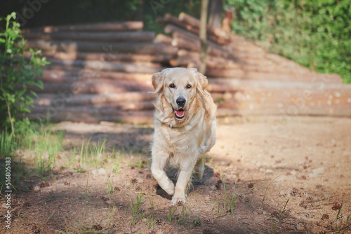 Obraz na płótnie portrait of a dog breed golden retriever in motion, walking through the woods with a dog w salonie