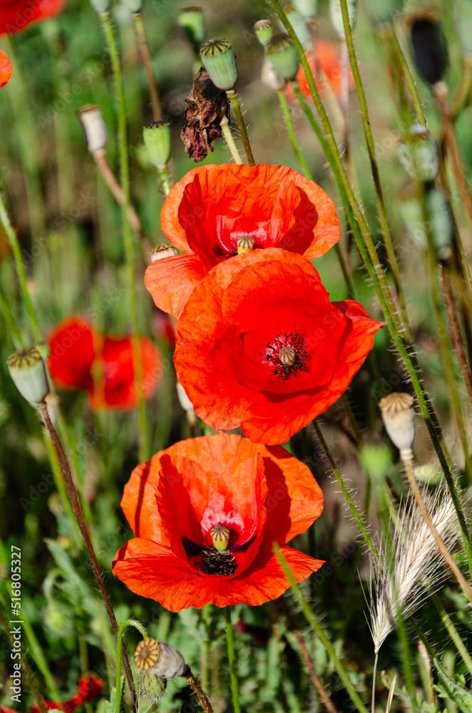 Obraz premium Red field poppies in the garden on a summer day. The beauty of wildflowers.