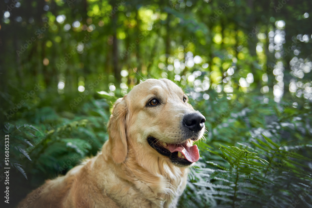 portrait of dog breed golden retriever close up, copy space