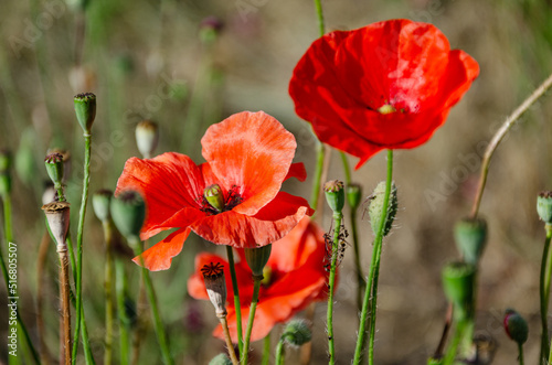 Red field poppies in the garden on a summer day. The beauty of wildflowers.