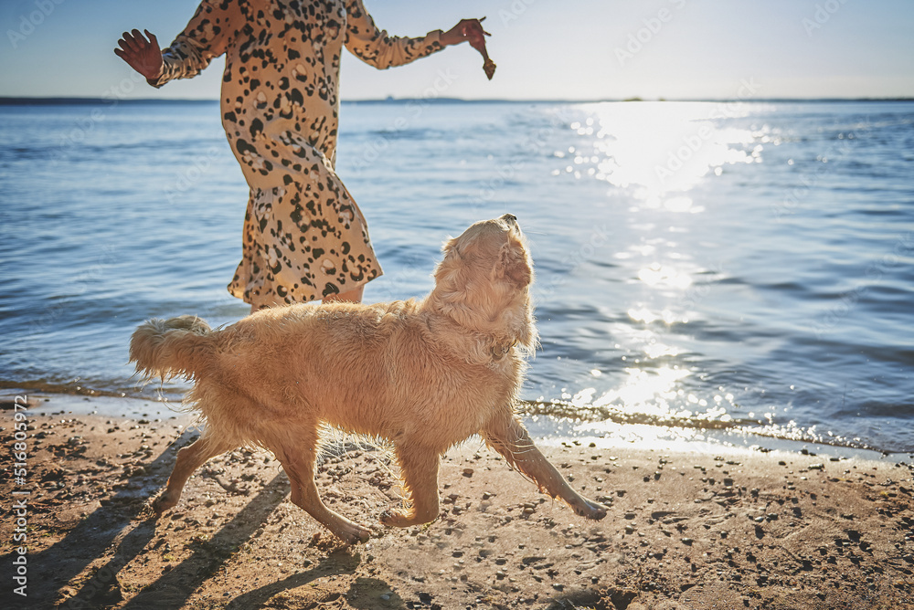 golden retriever dog with his owner by the sea at sunset