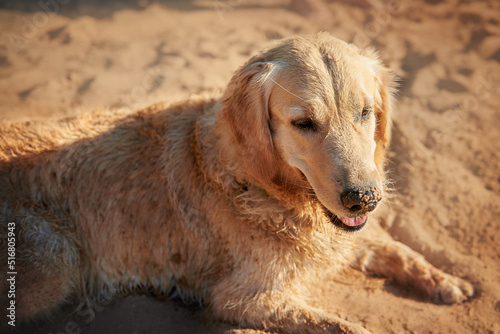 golden retriever dog lying in the sand on the beach
