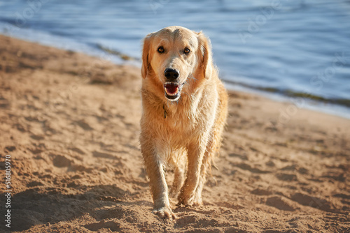 Obraz na płótnie Close-up portrait of a golden retriever dog w salonie