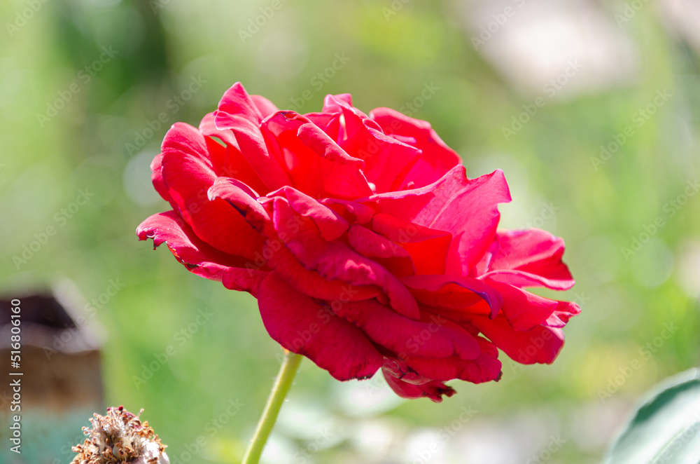 Red rose in the sun in the garden on a summer day. The beauty and diversity of flowers. Red rose in the sun in the garden on a summer day. The beauty and diversity of flowers.