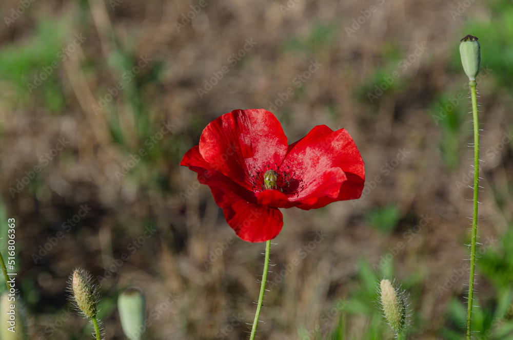 Obraz premium Red field poppies in the garden on a summer day. The beauty of wildflowers.