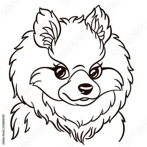 Pomeranian spitz dog cartoon illustration. Cute animal print for t-shirts, mugs, totes, stickers, nursery wall arts, greeting cards, etc.