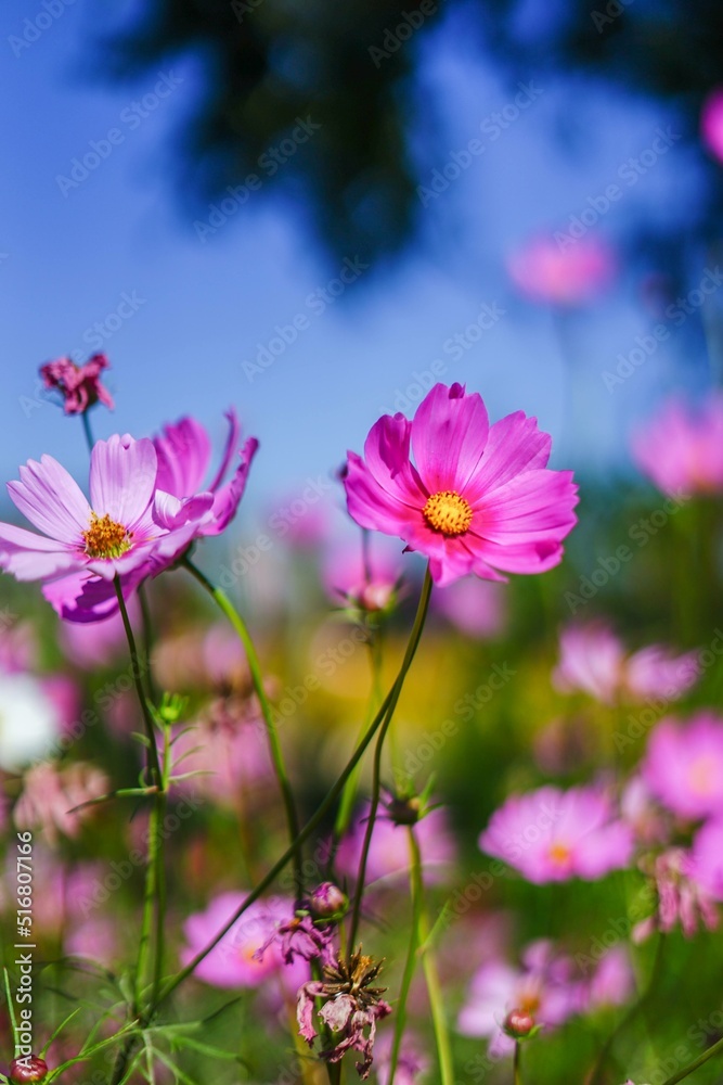 Colorful flowers bloom in different seasons. Colorful flowers bloom in different seasons.