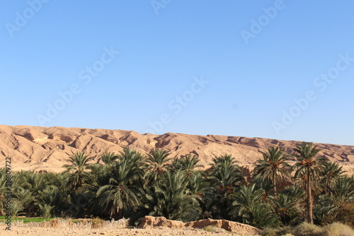 Date palms desert agriculture landscape