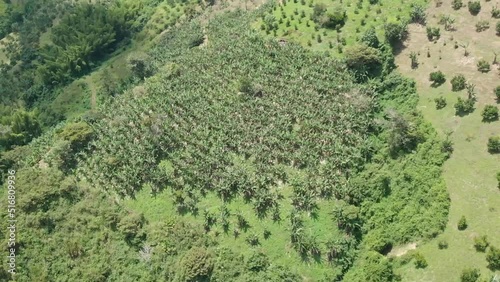 banana crops and mountains