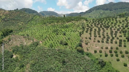 avocado and banana crops in the mountain