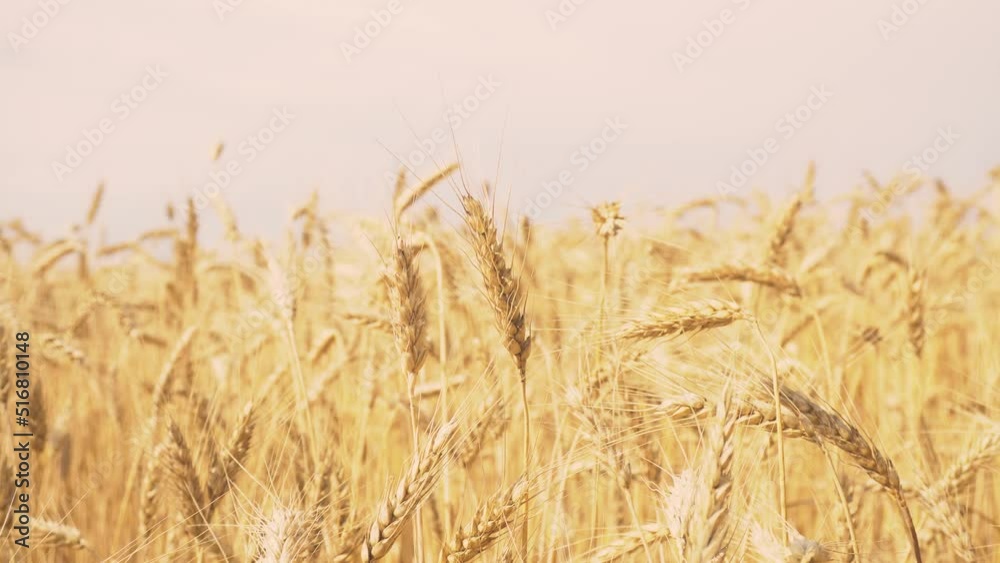 Wheat field, ears of wheat swaying from the gentle wind. Golden ears are slowly swaying in the wind close-up. Wheat field, ears of wheat swaying from the gentle wind. Golden ears are slowly swaying in the wind close-up.