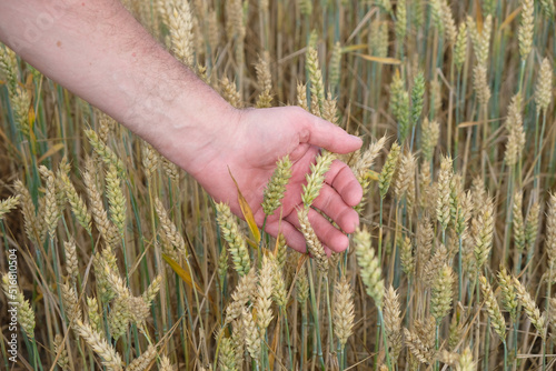 The farmer checks the ripeness of the grain. Wheat field in the stage of milky-waxy ripeness.