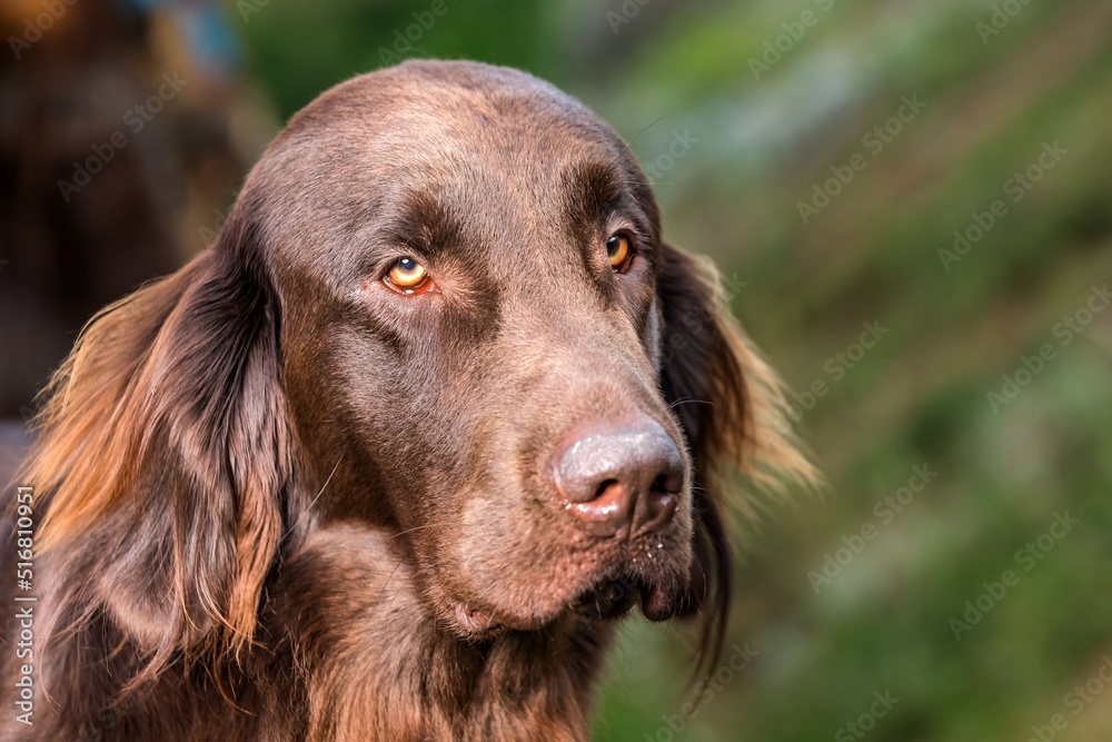 Brown Flat Coated Retriever. Detail of a hunting dog's head. Dog's eyes. The look in the dog's eyes.