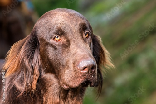Brown Flat Coated Retriever. Detail of a hunting dog's head. Dog's eyes. The look in the dog's eyes.