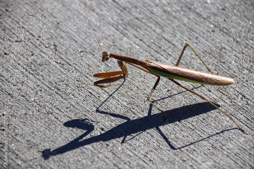 A Praying Mantis on a gray sidewalk in Nebraska