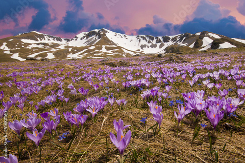 View of carpet of purple crocus flowers and romantic susnet in mountain