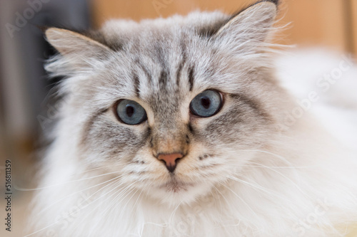 Konstfotografi Neva Masquerade Katze schaut erstaunt