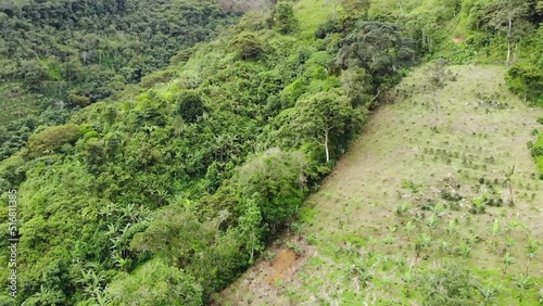 banana crops landscape