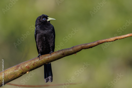 A black bird perched on a tree branch
