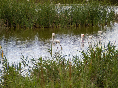 adventure in donana ebro delta landscape. flamingos in the water. flock of flamingos in their natural ecosystem