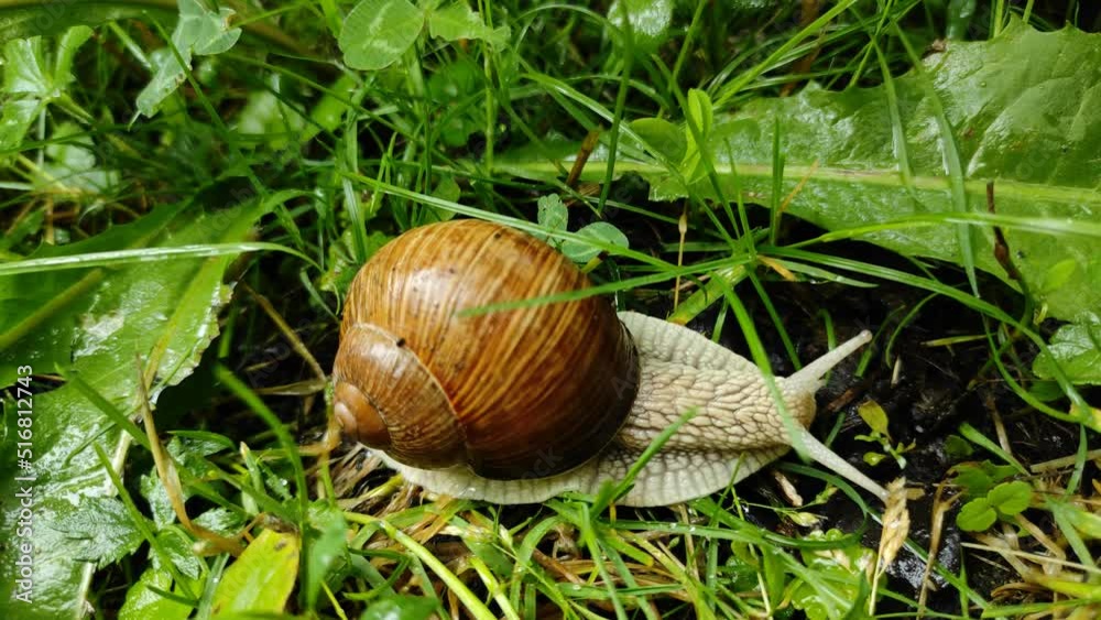 A large grape snail crawls slowly through the green grass A large grape snail crawls slowly through the green grass