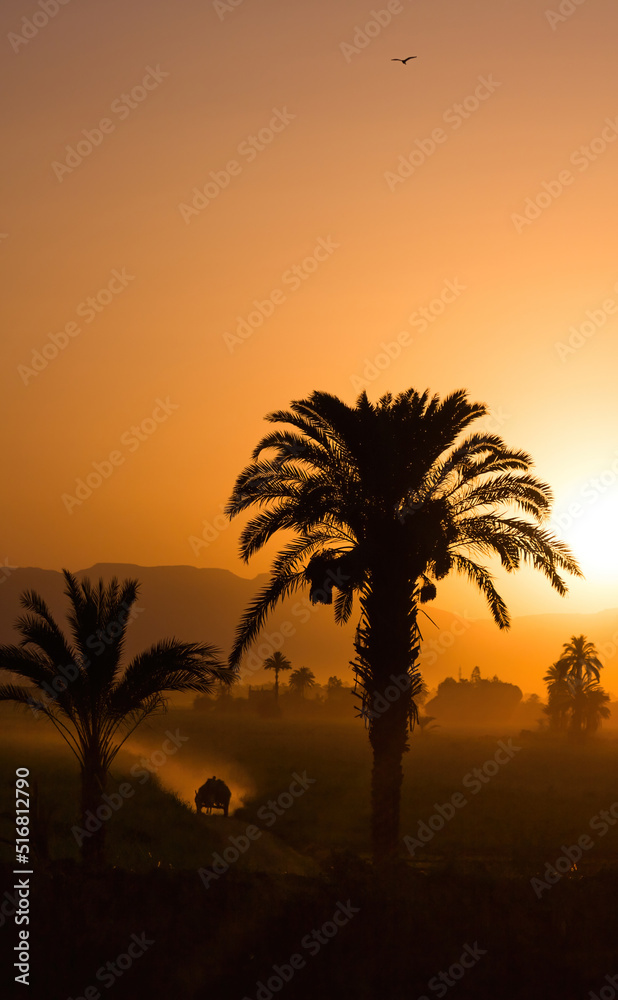 silhouette of donkey cart and palm trees in front of the orange sunset sky