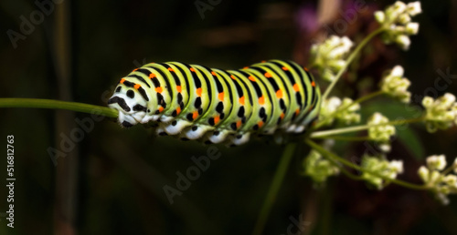 close up of a caterpillar on a branch © Anselm