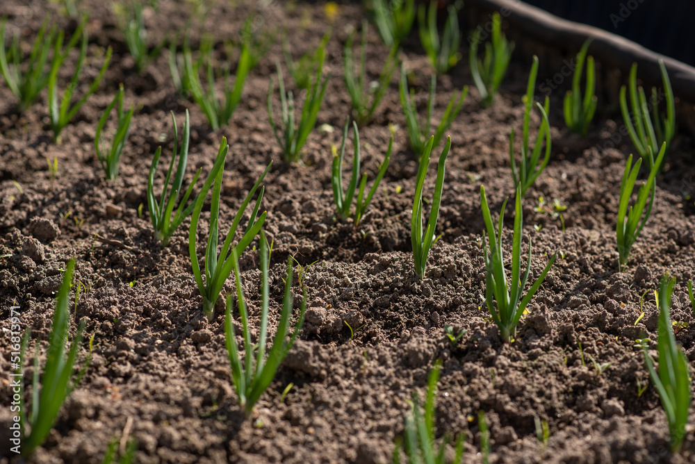 young green onions growing on garden bed. Growing vegetables for a healthy diet young green onions growing on garden bed. Growing vegetables for a healthy diet
