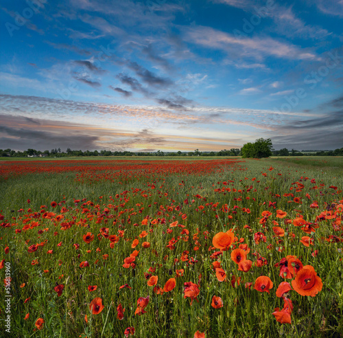 Fototapeta Naklejka Na Ścianę i Meble -  Wheat field and red poppy flowers, Ukraine