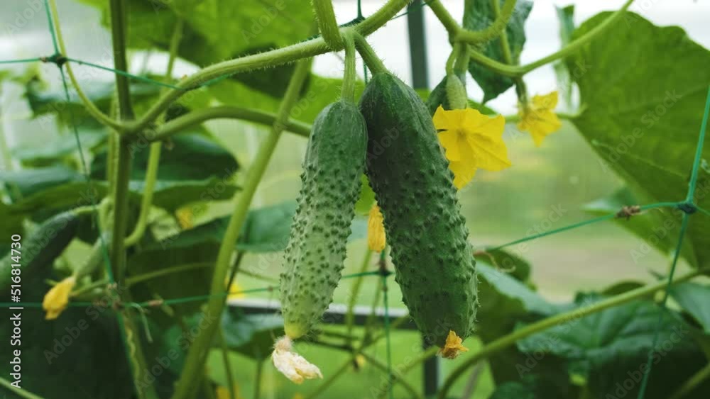 Green cucumbers in a greenhouse close-up
Green cucumbers in a greenhouse close-up