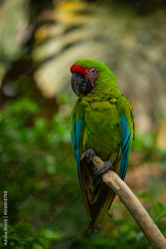 Military macaw, big bird, parrot of Latin America, green color, rare bird, tropical, exotic bird, sitting on a tree, red tail, jungles, Colombia, Columbia