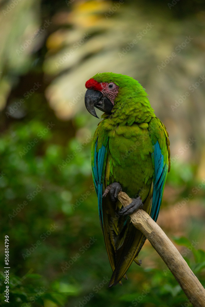 Military macaw, close up, head, details, beautiful big bird, parrot of Latin America, green color, rare bird, tropical, exotic bird, sitting on a tree, red tail, jungles, Colombia