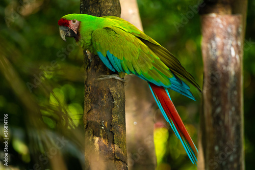 Military macaw, big bird, parrot of Latin America, green color, rare bird, tropical, exotic bird, sitting on a tree, red tail