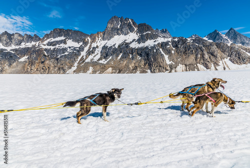 A team of Alaskan Huskies ready for a run on the Denver glacier close to Skagway, Alaska in summertime photo