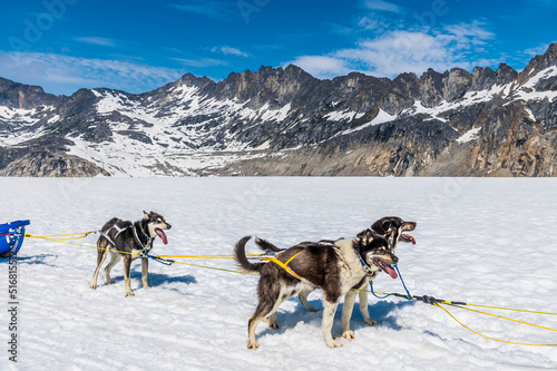 A team of Alaskan Huskies out for a run on the Denver glacier close to Skagway, Alaska in summertime