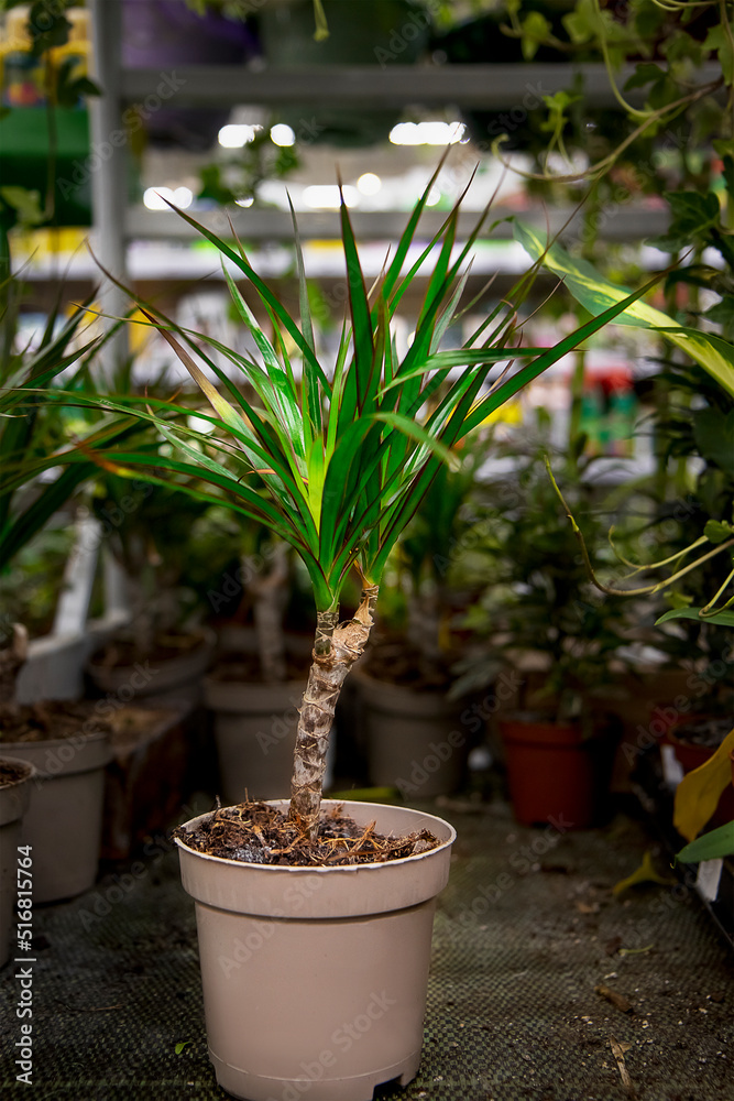 A bright green dracaena plant in a brown pot against the background of other plants, flowers and high shelves in a flower shop. Sale of evergreen plants, seedlings for growing at home