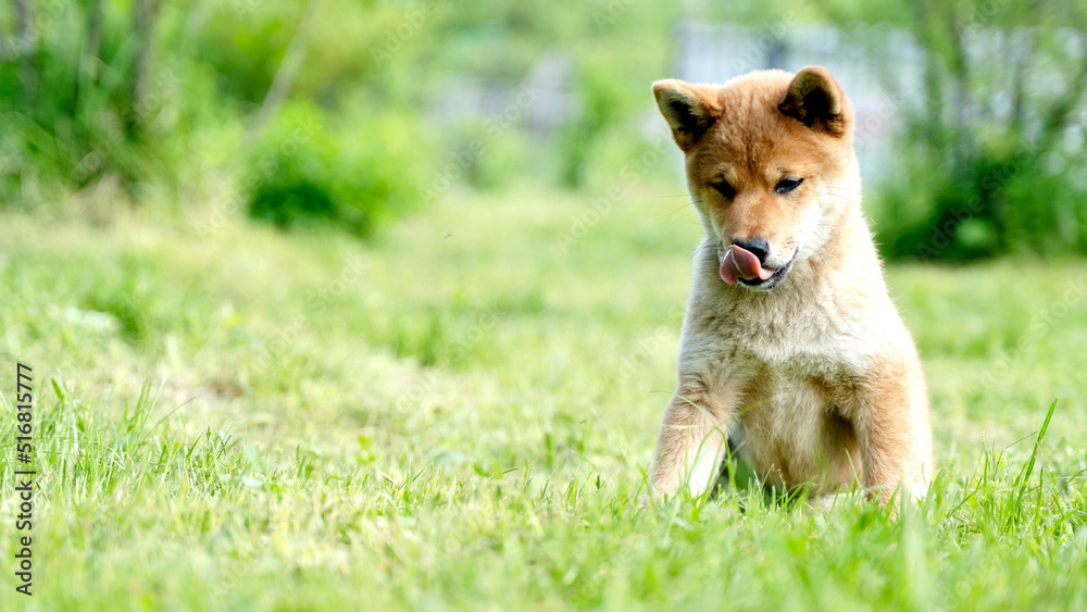 Close-up Portrait of beautiful and happy red shiba inu puppy sitting in the green grass in summer. Cute and crazy japanese red dog posing at sunset. Sunny day