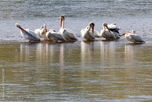 Pelicans on a lake in Montana © Simon Foot