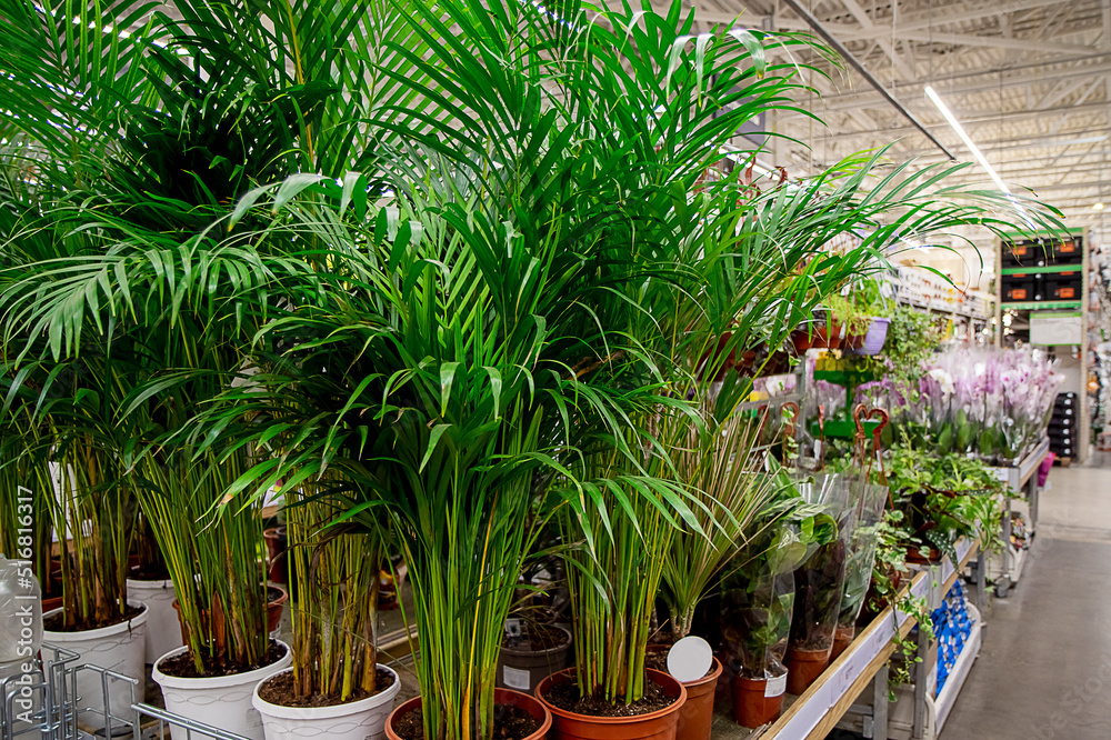 Fototapeta premium View of tall potted houseplants in a garden shop. The store sells various green plants. Planting of green spaces and seedlings
