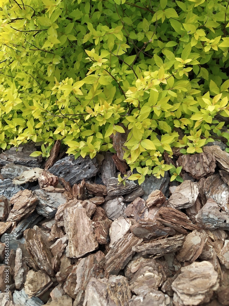 Bright Japanese spirea shrub, yellowish light green leaves, garden decoration