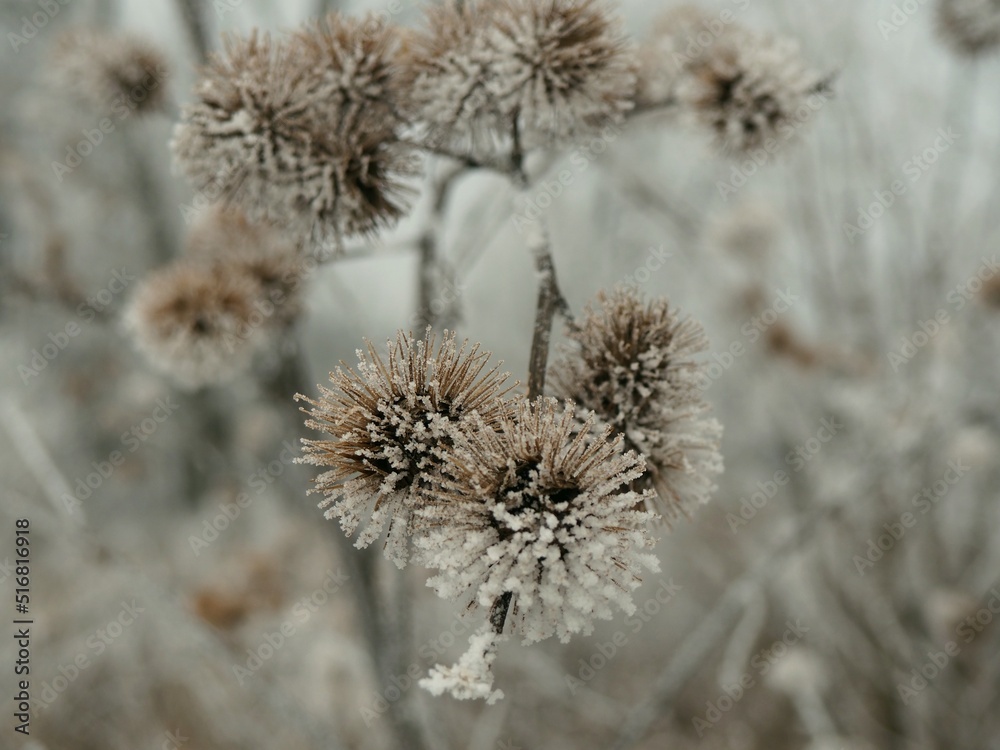 frosted burdock greater (Arctium lappa) frosted burdock greater (Arctium lappa)