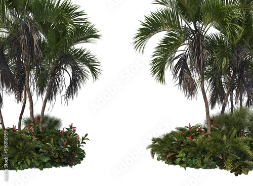 Tropical plants on a white background