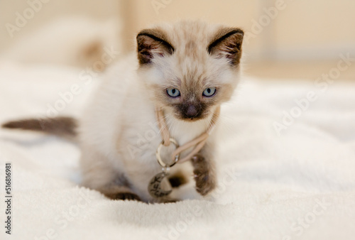 Cute siame kitten. Home life with a pet. photo