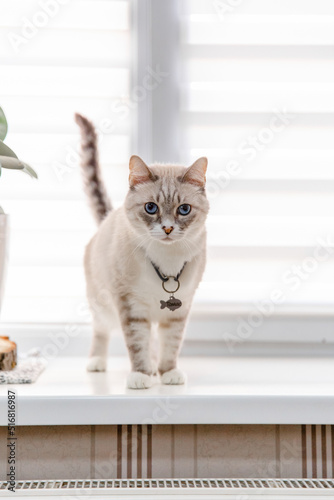 Home life with a pet. Cat on the windowsill © OlgaOvcharenko