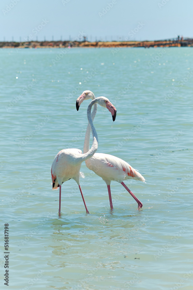 Two beautiful flamingo on blue lagoon of Mediterranean Sea