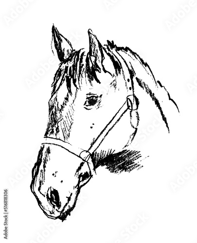 Horse sketch vector illustration. Hand drawn horse portrait.