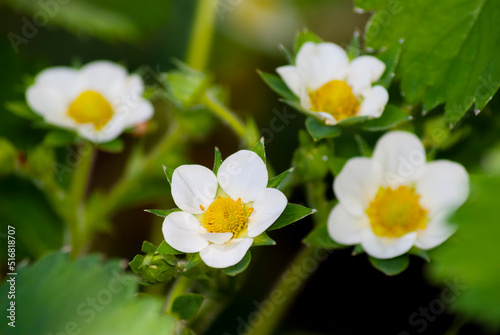 Image of flowers of strawberry