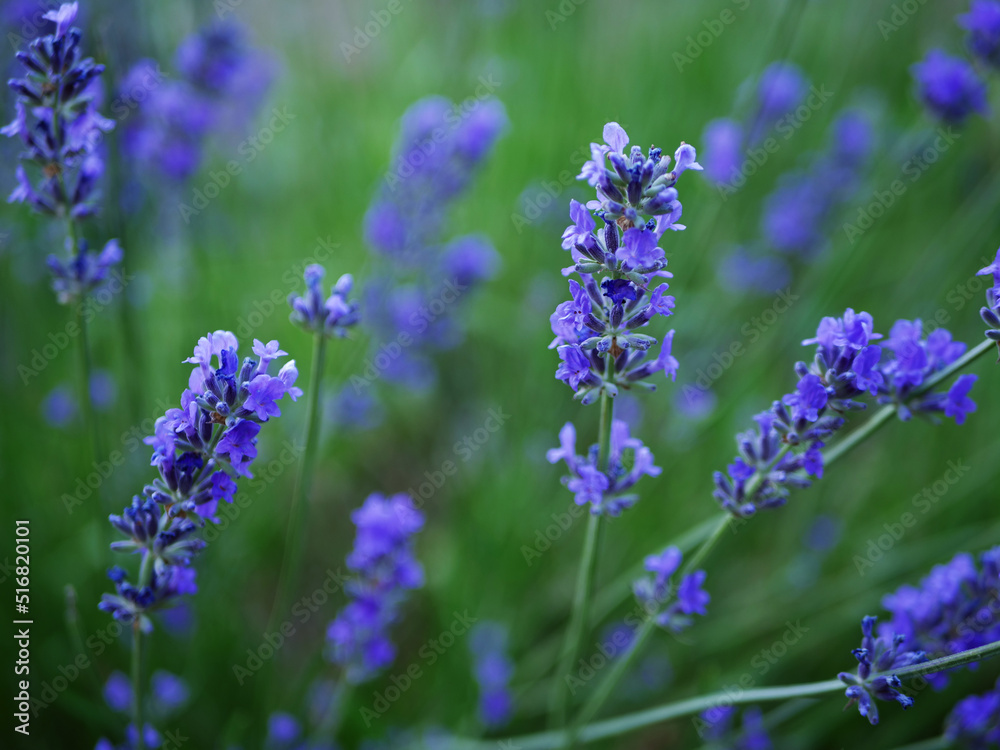 Lavender purple flowers in a summer breeze Lavender purple flowers in a summer breeze