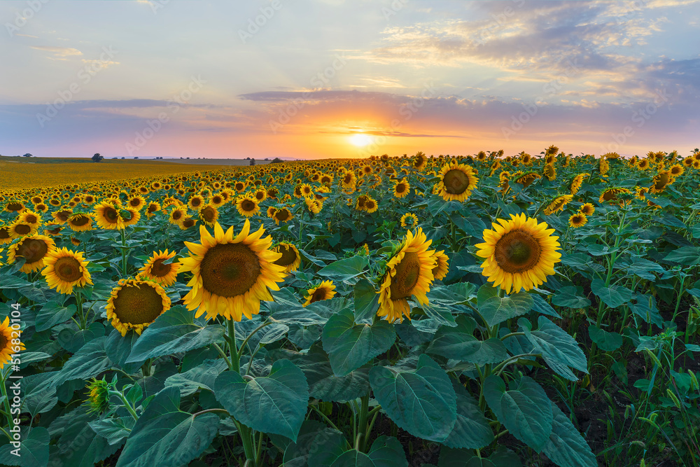 Obraz premium Field of blooming sunflowers. Nature